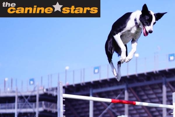 Behind the Magic of Creating Disneys Iconic Canine Stars