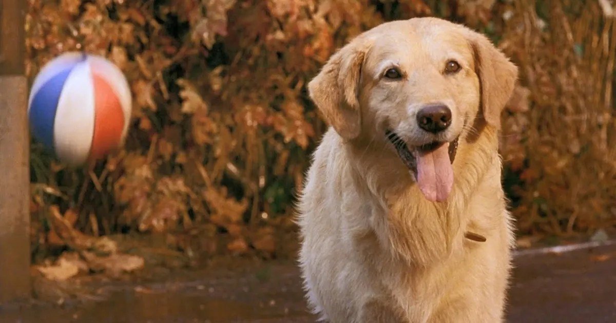Discovering The Top Disney Films Dogs And Their Enduring Appeal